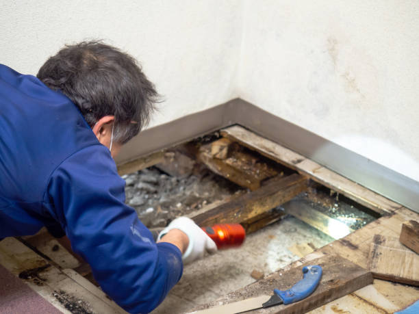 Best DIY Mold Remediation in Edgerton, WI